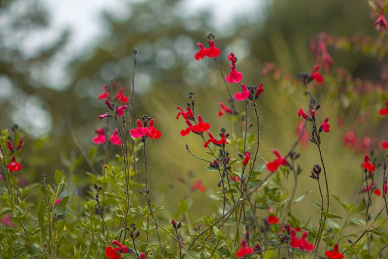 Lire la suite à propos de l’article Fin de saison aux Jardins