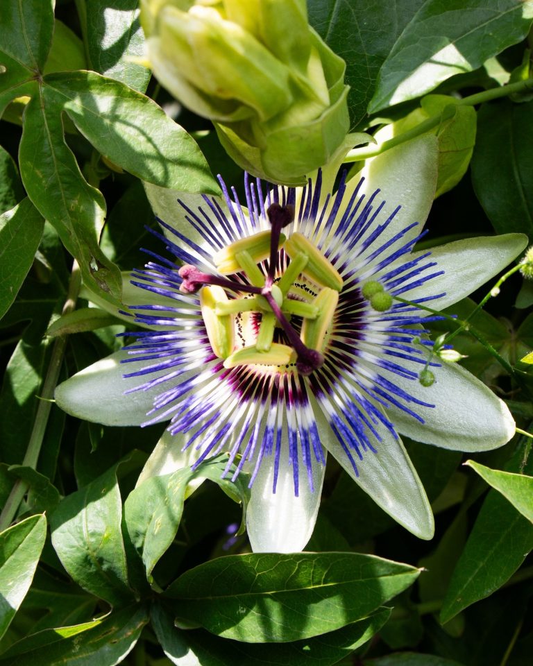 Lire la suite à propos de l’article Couleurs, parfums et floraisons en pagaille !