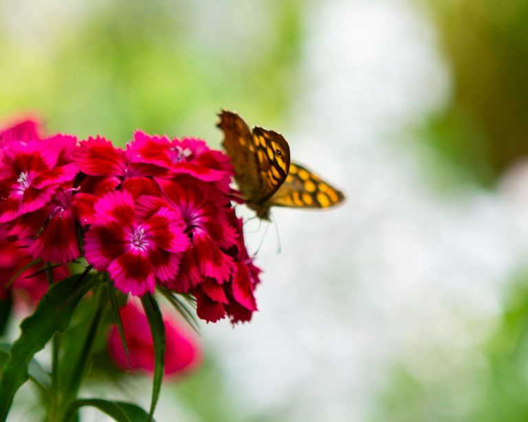 Lire la suite à propos de l’article Fin de saison aux Jardins de Limeuil !