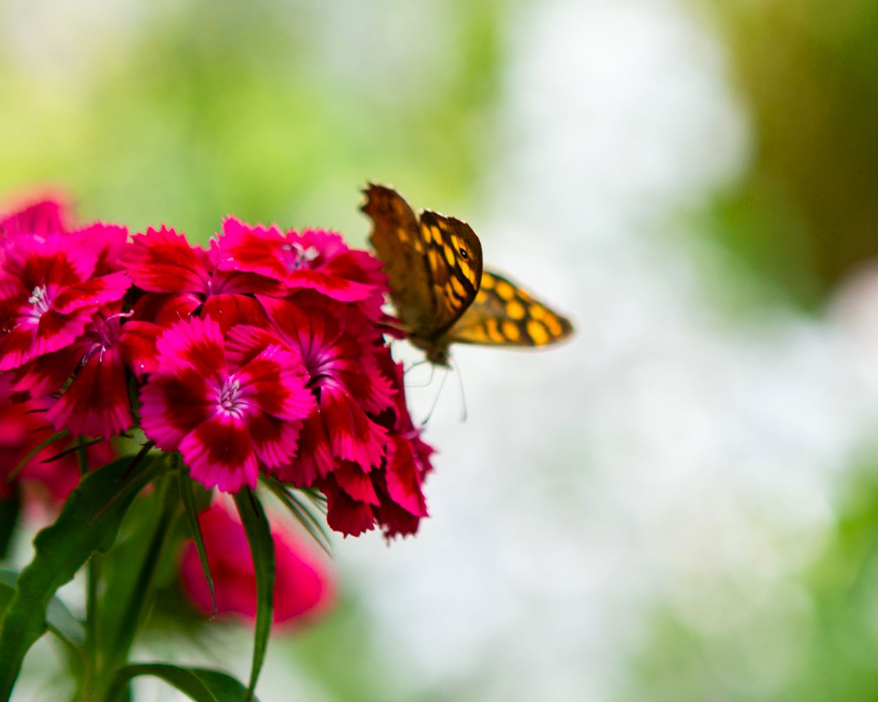 Lire la suite à propos de l’article Fin de saison aux Jardins de Limeuil !