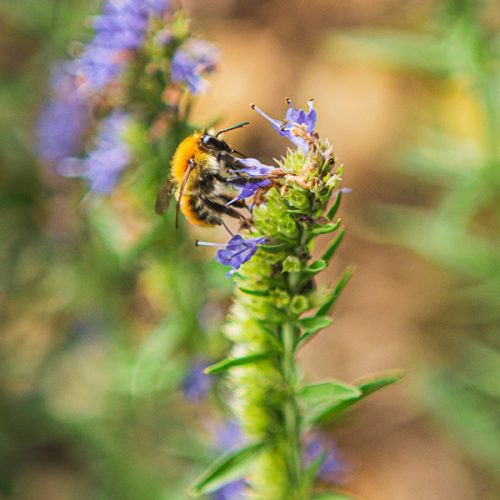 Abeille sur fleur aux Jardins Panoramiques de Limeuil