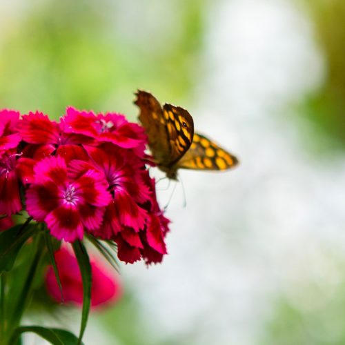 Fin de saison aux Jardins de Limeuil !